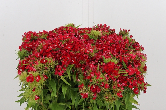 <h4>Duizendschoon - Rood</h4>