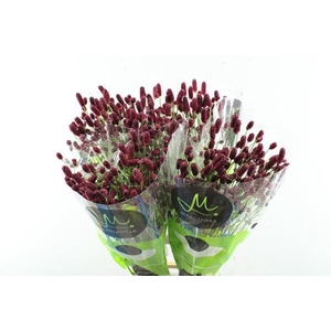 Sanguisorba Red Dream L 85