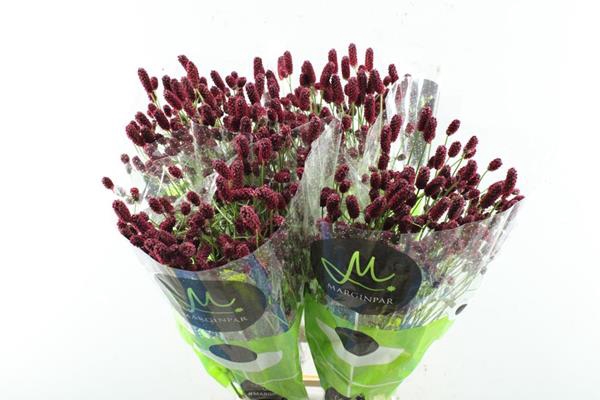 <h4>Sanguisorba Red Dream L 85</h4>