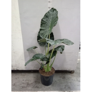 Alocasia  'Regal Shields'