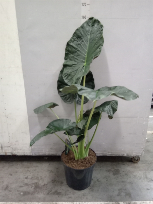 <h4>Alocasia  'Regal Shields'</h4>