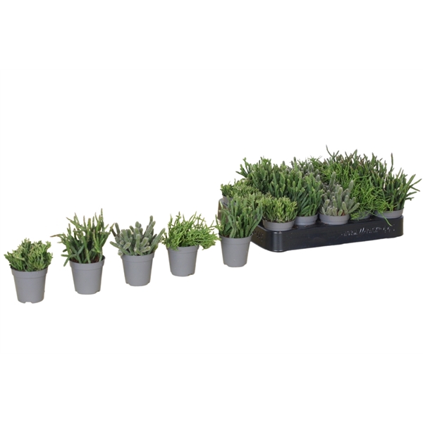 <h4>Rhipsalis gemengd 5,5</h4>