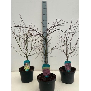 Acer mix P23 Full CC 5/8 species