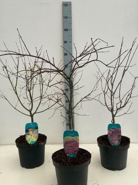 <h4>Acer mix P23 5/8 species</h4>