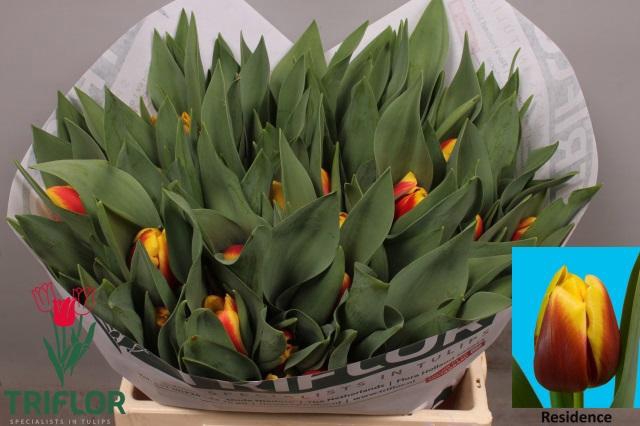 <h4>TU EN RESIDENCE</h4>