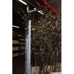 Chaenomeles Jap Salmon Pink 200 220cm