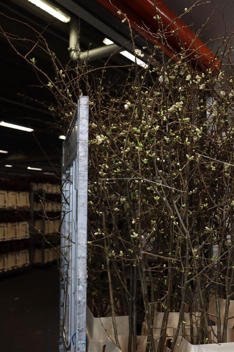 <h4>Chaenomeles Jap Salmon Pink 200 220cm</h4>