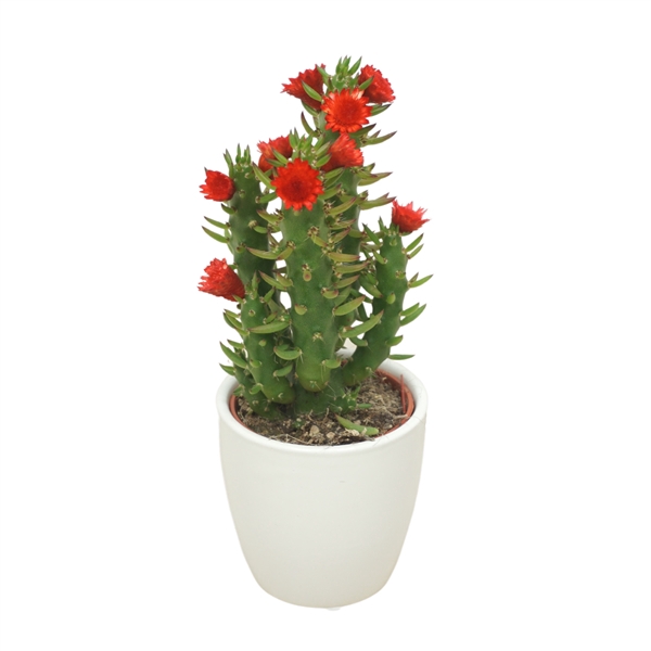 <h4>Opuntia 5,5 cm met rode strobloem in Wit potje</h4>