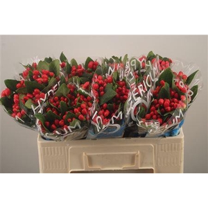 Hyp Coco Diablo Red Spray