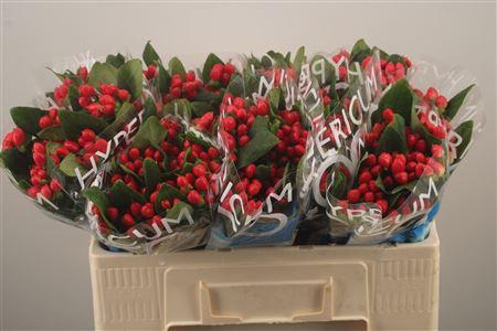 <h4>Hyp Coco Diablo Red Spray</h4>