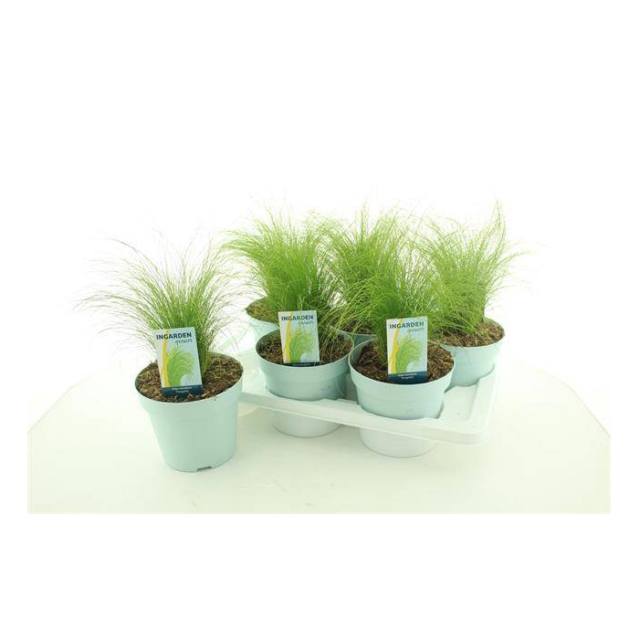 <h4>Stipa tenuissima ColorGrass Pony Tails 17Ø 35cm</h4>