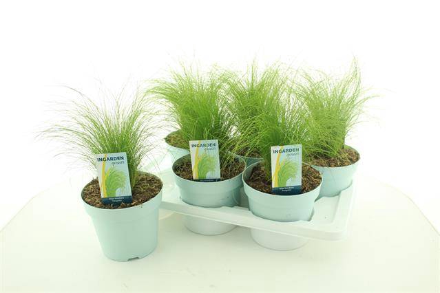 Stipa tenuissima ColorGrass Pony Tails 17Ø 35cm