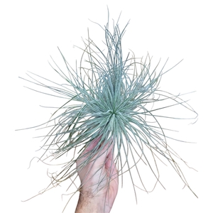 Tillandsia tectorum XXL