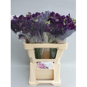 Lathyrus Sunshine Navy