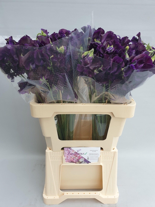 <h4>Lathyrus Sunshine Navy</h4>