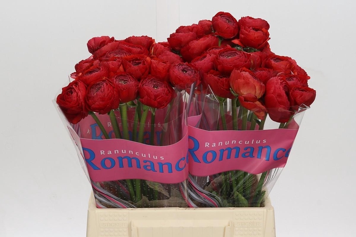 <h4>Ranunculus Romance Get Lucky</h4>