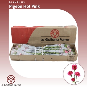 Dianthus tr Pigeon Hot Pink