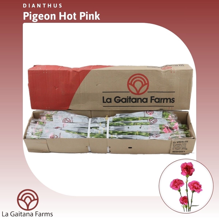 <h4>Dianthus tr Pigeon Hot Pink</h4>