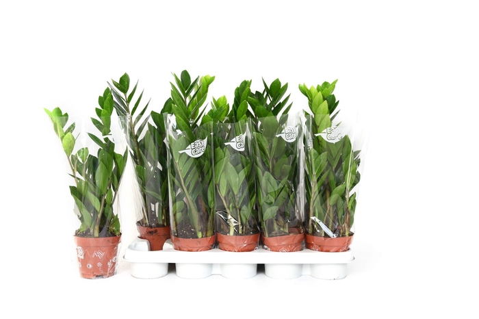 <h4>zamioculcas502</h4>