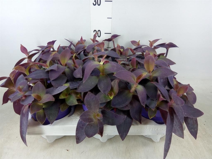 <h4>Tradescantia ...</h4>