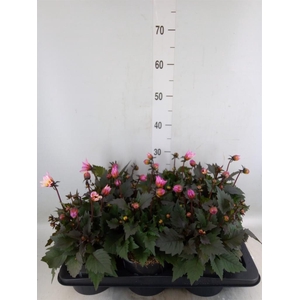 Dahlia  'Dahlinova Tempt Pink Bico'