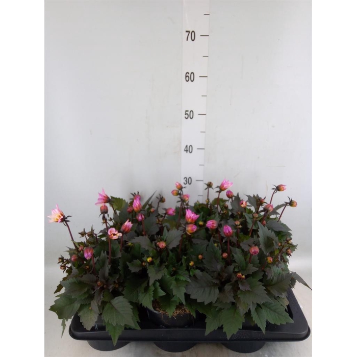 <h4>Dahlia  'Dahlinova Tempt Pink Bico'</h4>