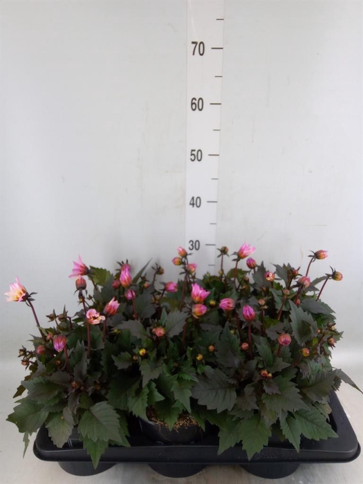 <h4>Dahlia  'Dahlinova Tempt Pink Bico'</h4>