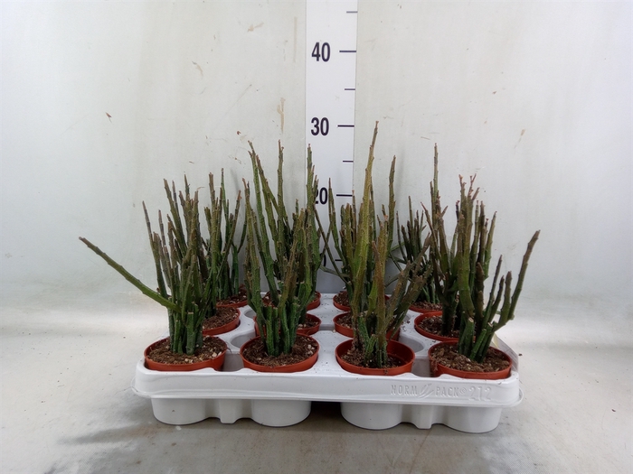<h4>Euphorbia   ...</h4>