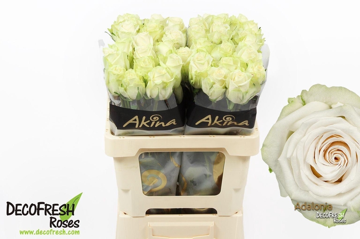 <h4>R Gr Adalonia</h4>