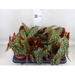 Begonia BD mac. 'Wightii'