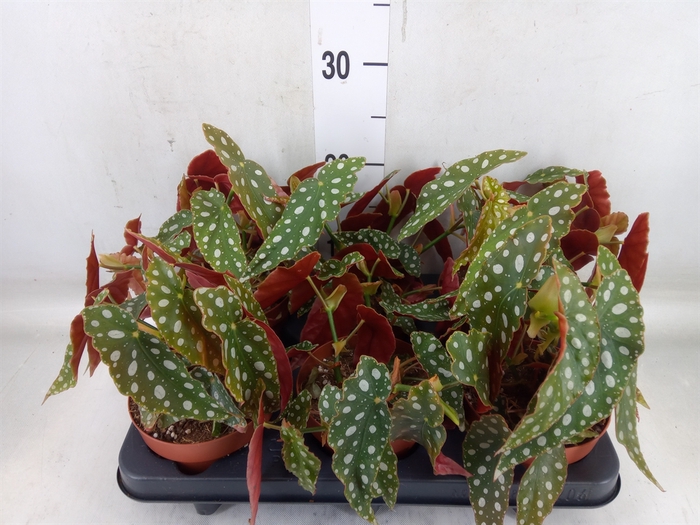<h4>Begonia BD mac. 'Wightii'</h4>