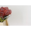 Nutans Scarlet Ribbon