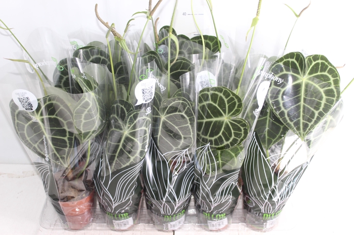 <h4>ANTH CLARINERVIUM P12</h4>