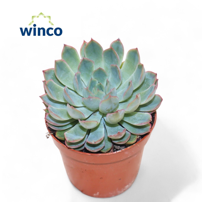 <h4>Echeveria Pink Edge</h4>