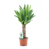 Yucca