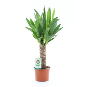 Yucca