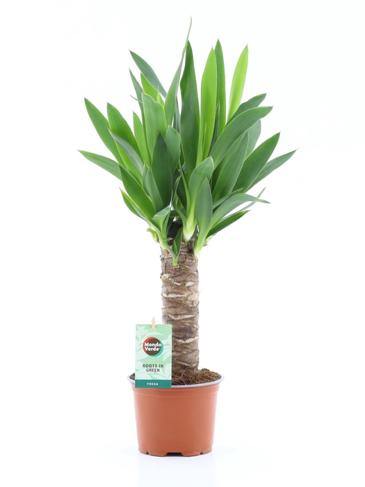 <h4>Yucca</h4>