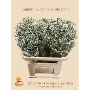 Lim Sin China White
