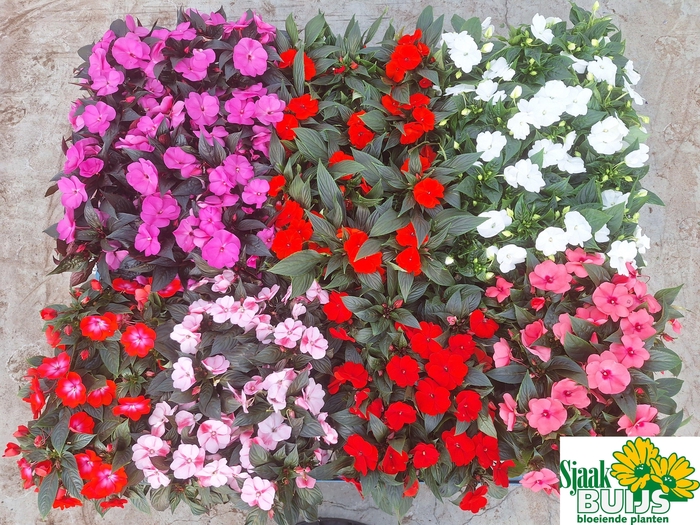 <h4>IMPAT NG GEM 6 KL</h4>