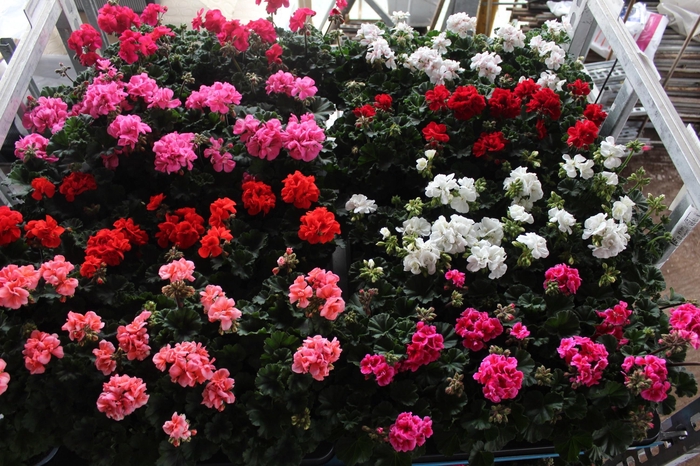 <h4>PEL ZON MIXK</h4>