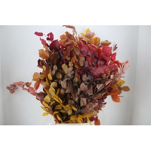 Pres Beuk Autumn P Bunch