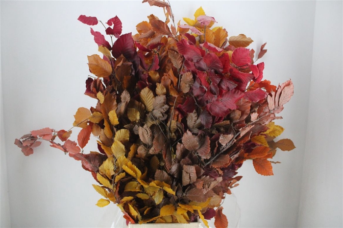 <h4>Pres Beuk Autumn P Bunch</h4>