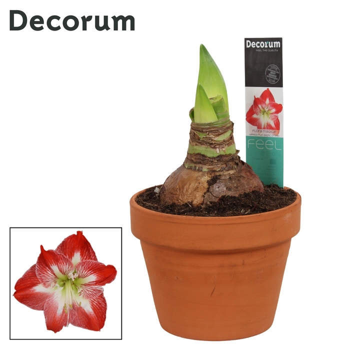 <h4>Amaryllis Exotic Striped 2 Knop Terracotta Steen OP (Decorum)</h4>