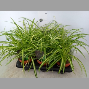 Chlorophytum cos. 'Atlantic'