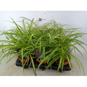 Chlorophytum cos. 'Atlantic'