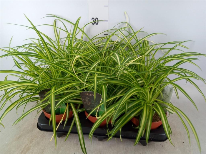 <h4>Chlorophytum cos. 'Atlantic'</h4>