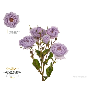 Rosa Spray Everlasting Lavender