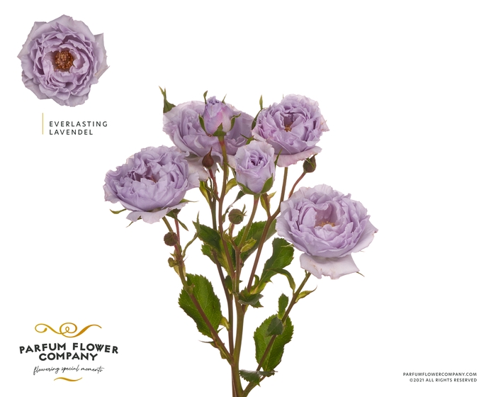 <h4>Rosa Spray Everlasting Lavender</h4>