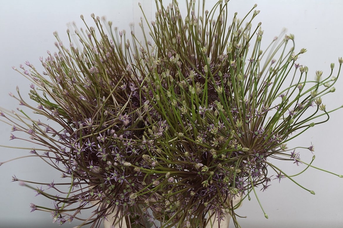 <h4>Allium Schubertii</h4>