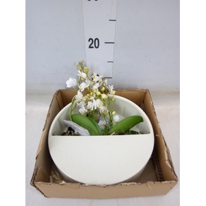 Arr.  Phalaenopsis MT 18+   H%